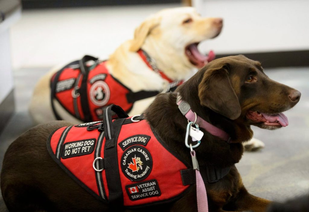 veterans-dogs-20180313
